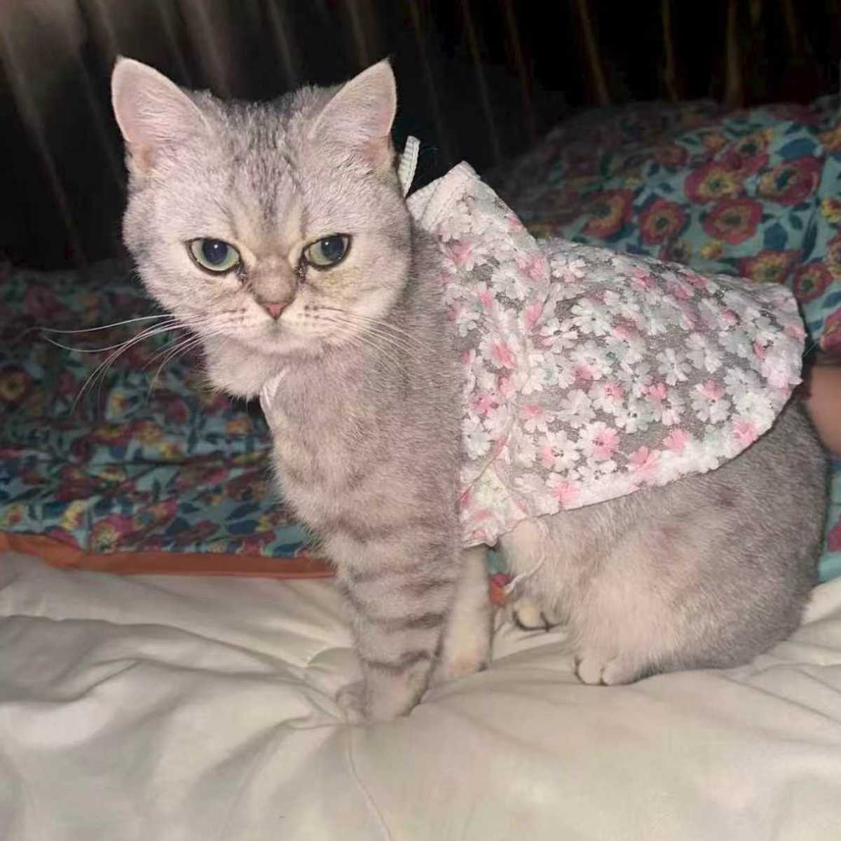 Silver kitten wearing a pink floral Pet2Cute princess dress.