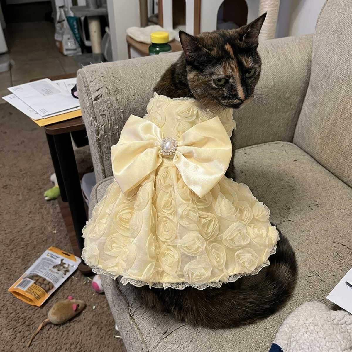 Cat wearing the Pet2Cute Champagne Rose Party Dress.