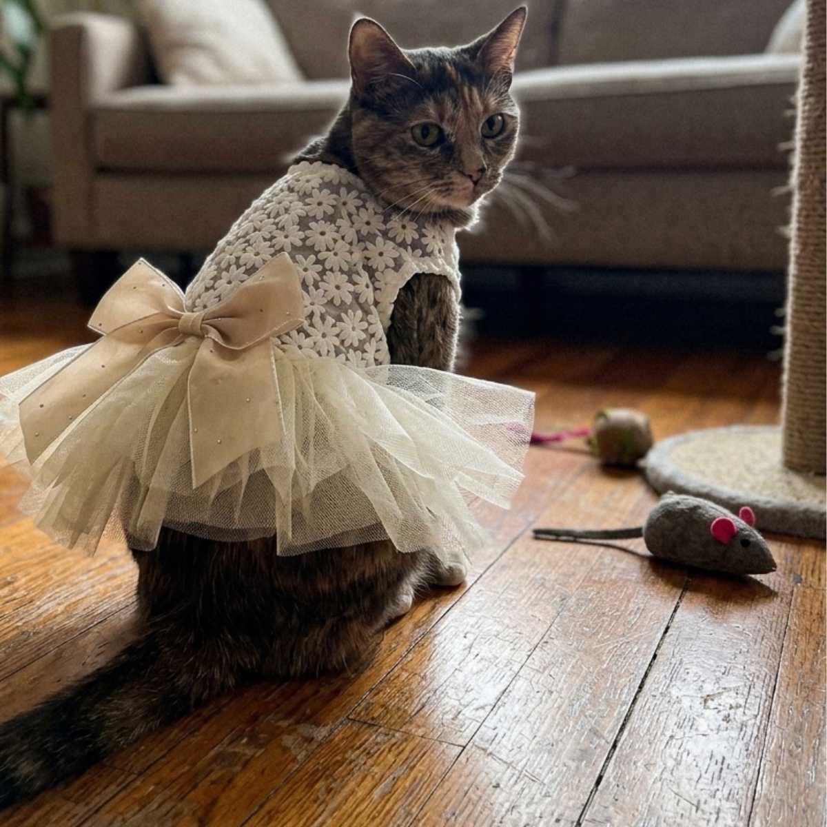 Grey cat wearing the Pet2Cute Golden Tulle Bow Dress at home.