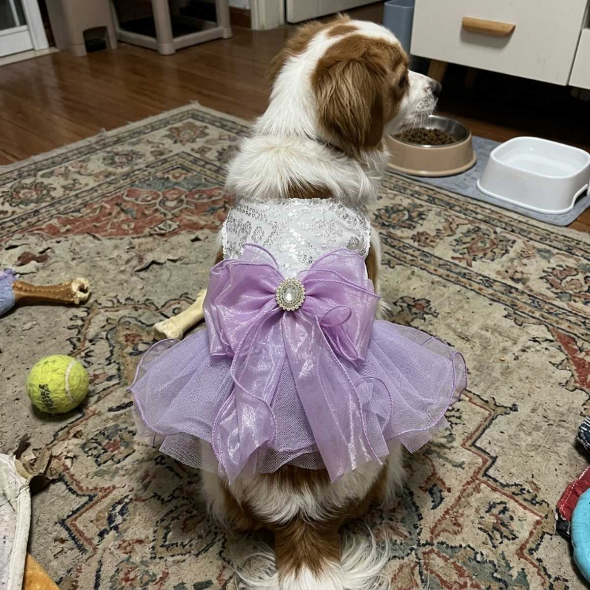 Small dog wearing the Pet2Cute Lavender Fairy Dress.