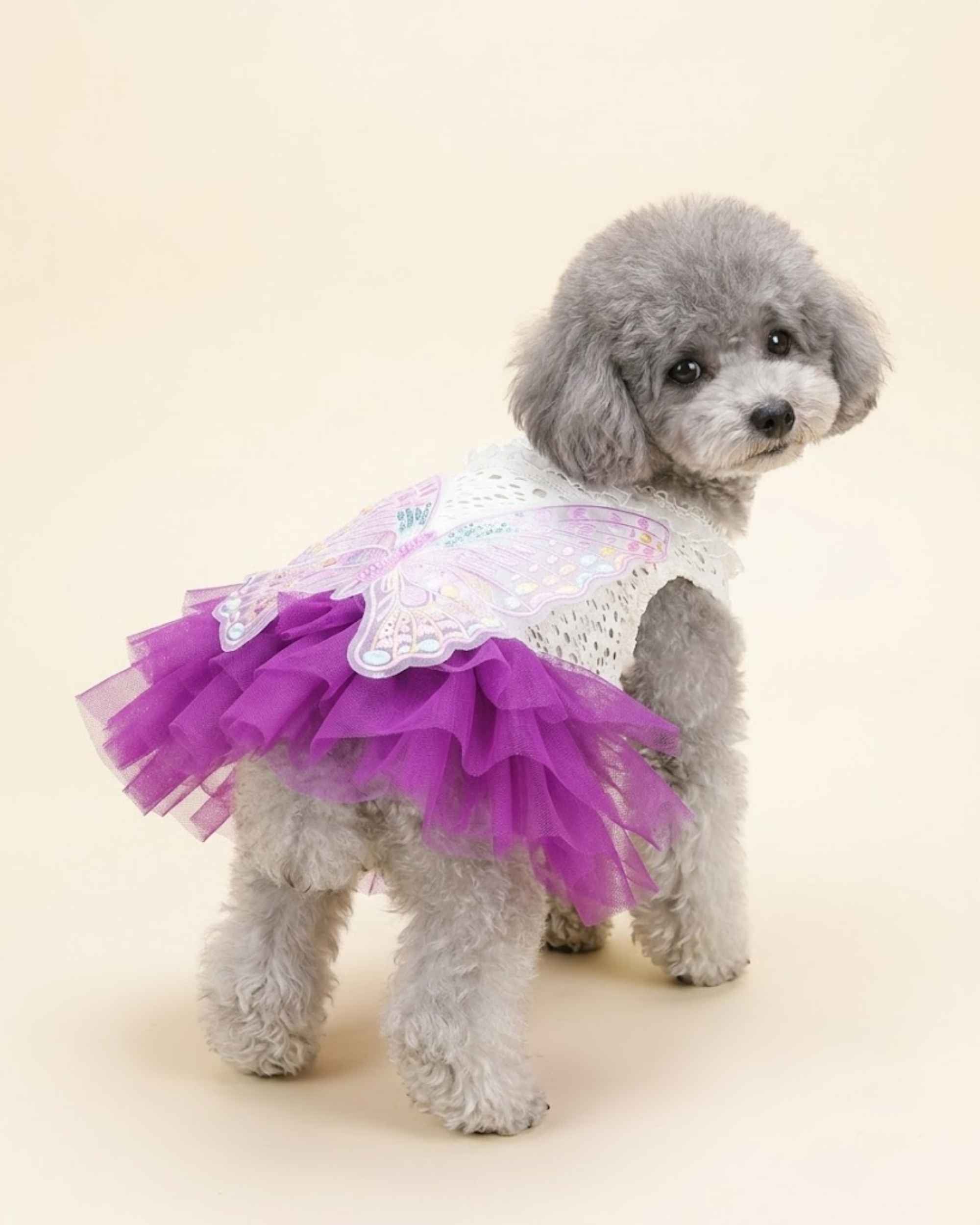 Grey toy poodle wearing an amethyst purple butterfly pet dress, shown from a rear three-quarter angle.