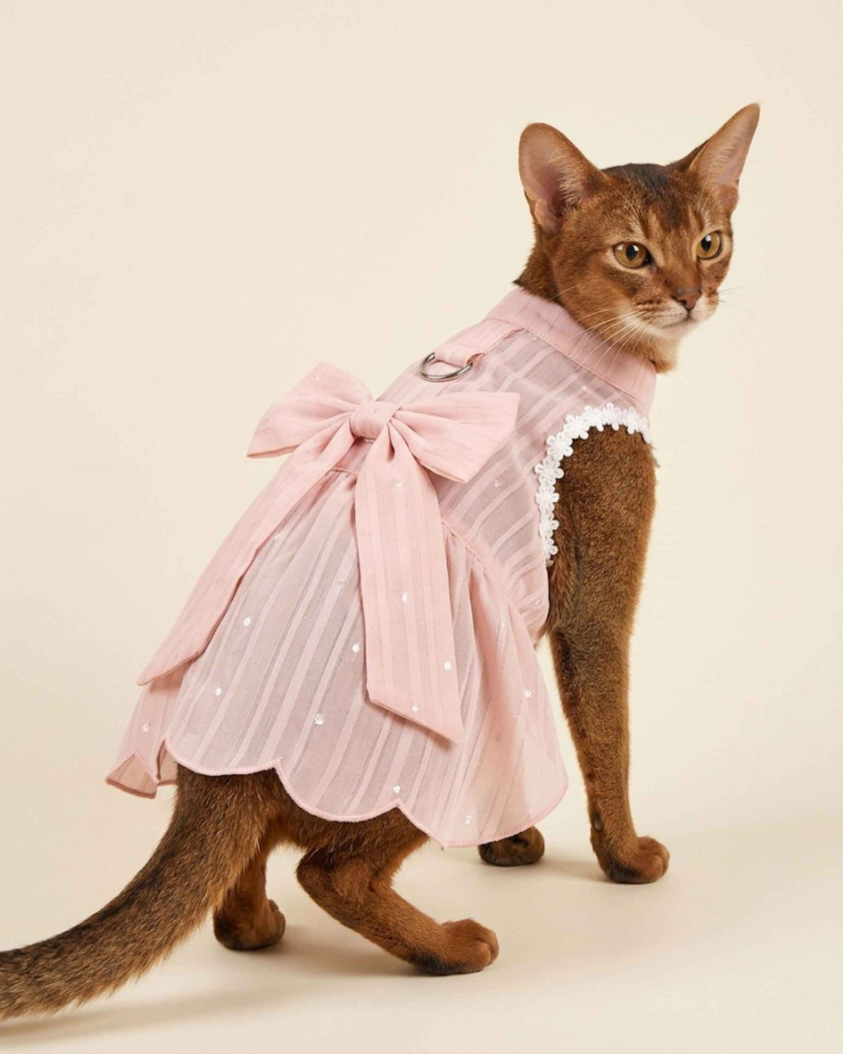Ruddy Abyssinian cat wearing a blush pink breathable pet dress with an oversized back bow, white lace trim and silver leash D-ring