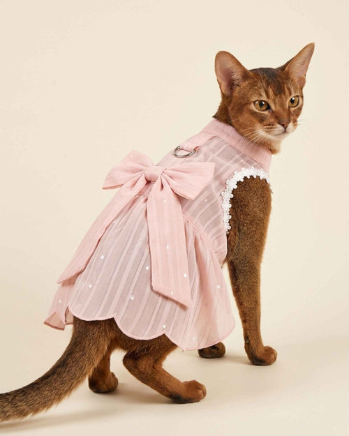 Ruddy Abyssinian cat wearing a blush pink breathable pet dress with an oversized back bow, white lace trim and silver leash D-ring