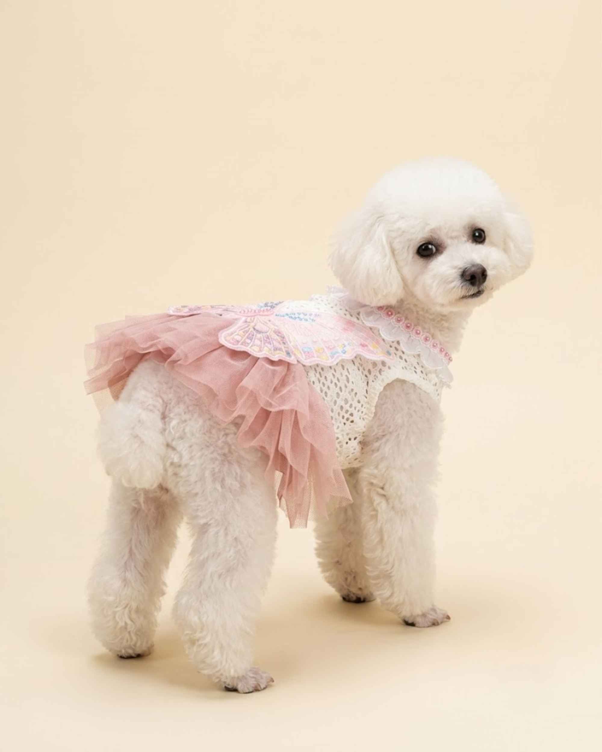White toy poodle wearing a blush pink butterfly pet dress, shown from a rear three-quarter angle.