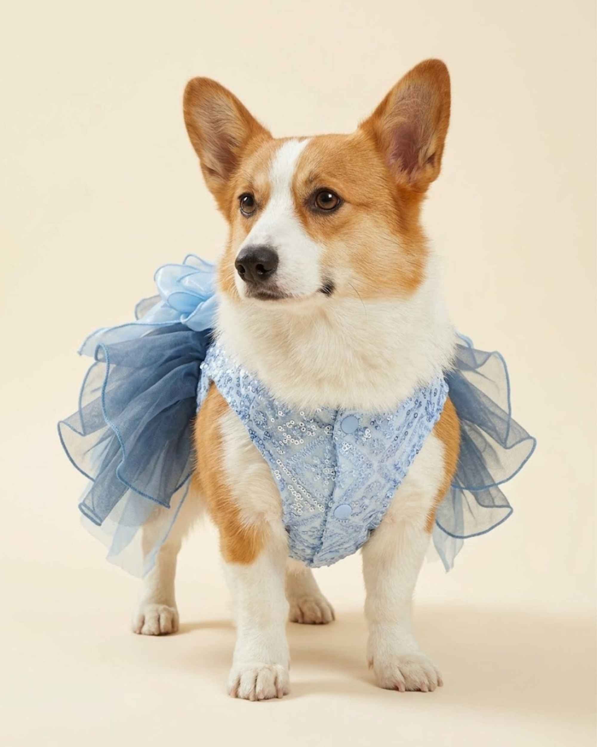 Pembroke Welsh Corgi wearing a celestial blue sequin pet dress, showing the embroidered bodice, front snap closure and layered tulle skirt.