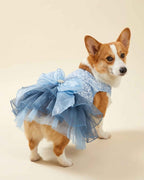 Pembroke Welsh Corgi wearing a celestial blue sequin pet dress with a layered smoky blue tulle skirt and oversized bow, shown from a rear three-quarter view.