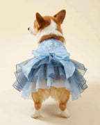 Rear view of a Pembroke Welsh Corgi wearing a blue sequin pet dress with a voluminous smoky blue tulle skirt and oversized layered bow.