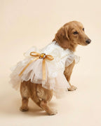 Dachshund modeling the Champagne Gold Pearl & Lace Princess Pet Dress, showing the jeweled organza bow and tiered tulle skirt.