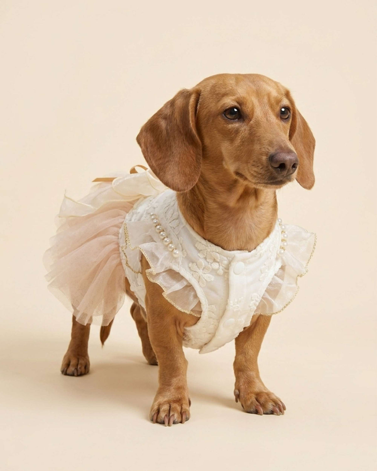 Front side view of a dachshund wearing the champagne gold pet dress, displaying the snap-button belly closure and pearl shoulder trim.