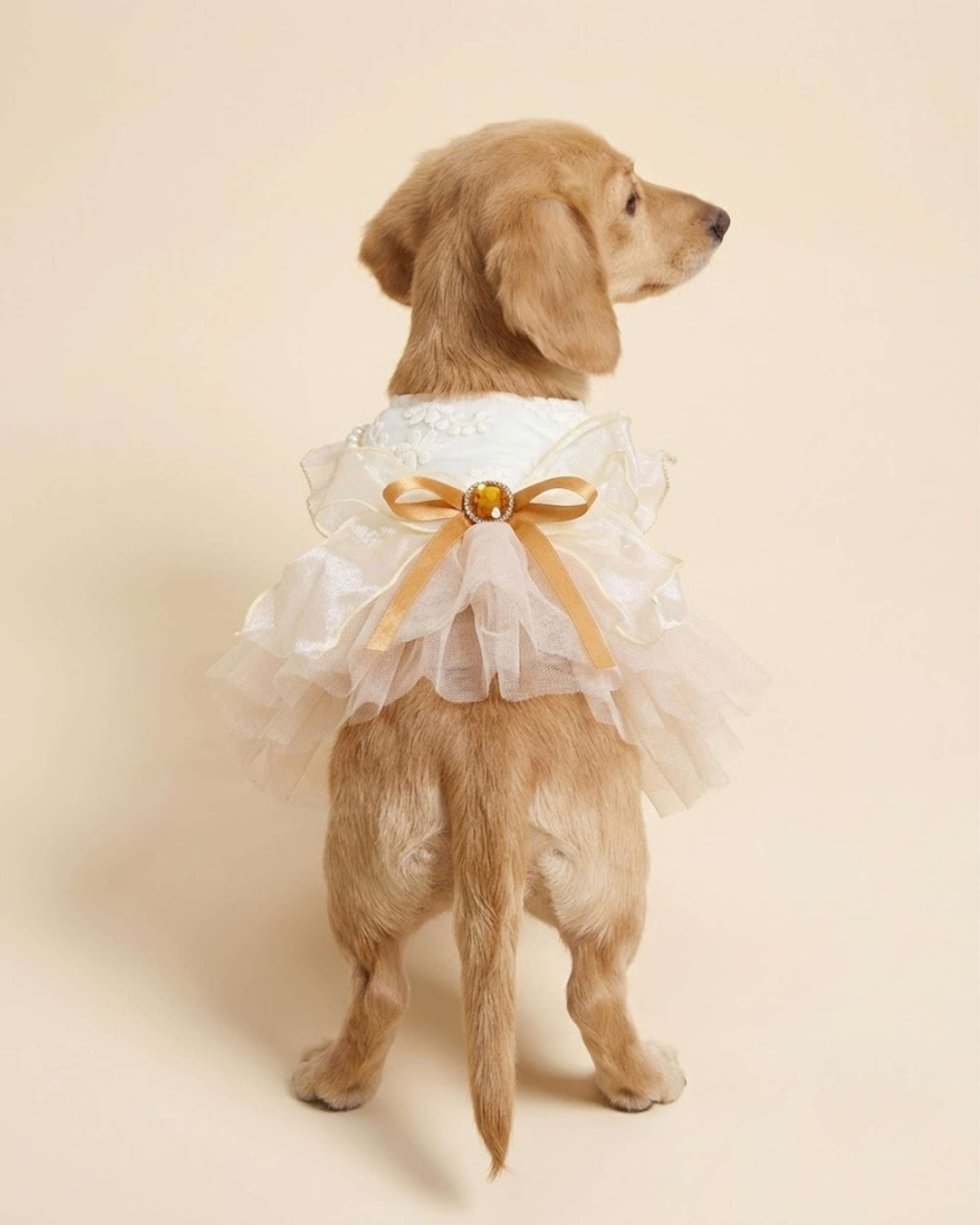 Full back view of a dachshund wearing the luxury champagne pet gown, showcasing the layered tulle skirt and gold bow centerpiece.