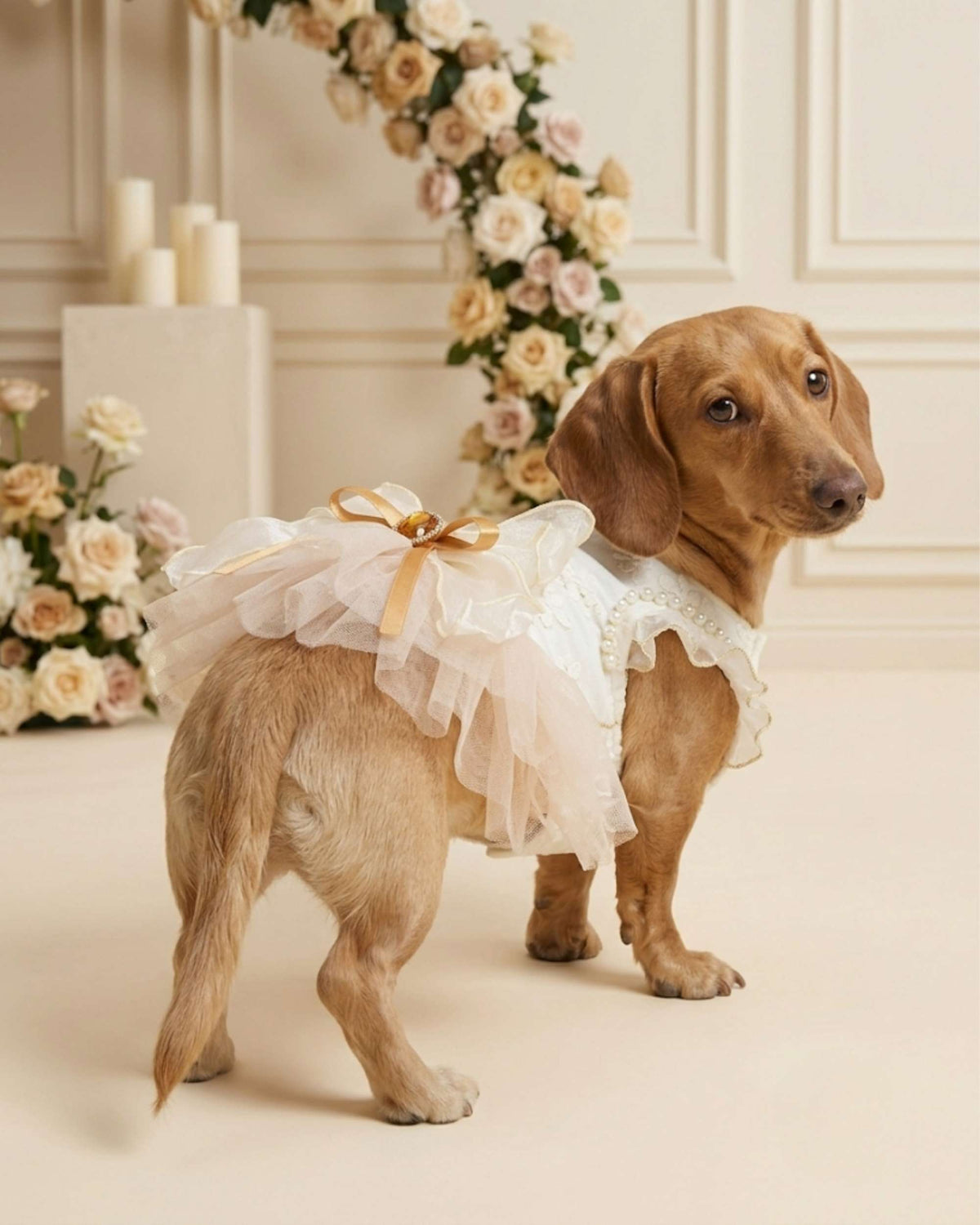 Pet wearing occasion dress in a celebration setting