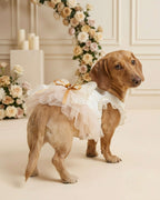 Dachshund modeling the champagne gold princess dress standing in an elegant indoor setup with candles and floral decor.