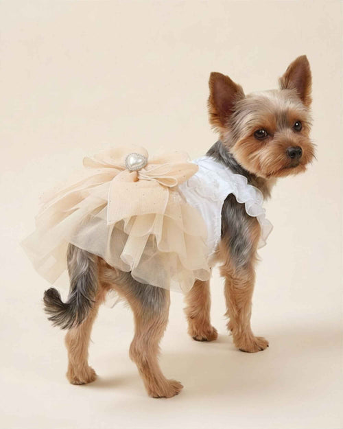Yorkshire Terrier wearing the champagne pearl bow tulle pet dress, showing the layered skirt and heart ornament