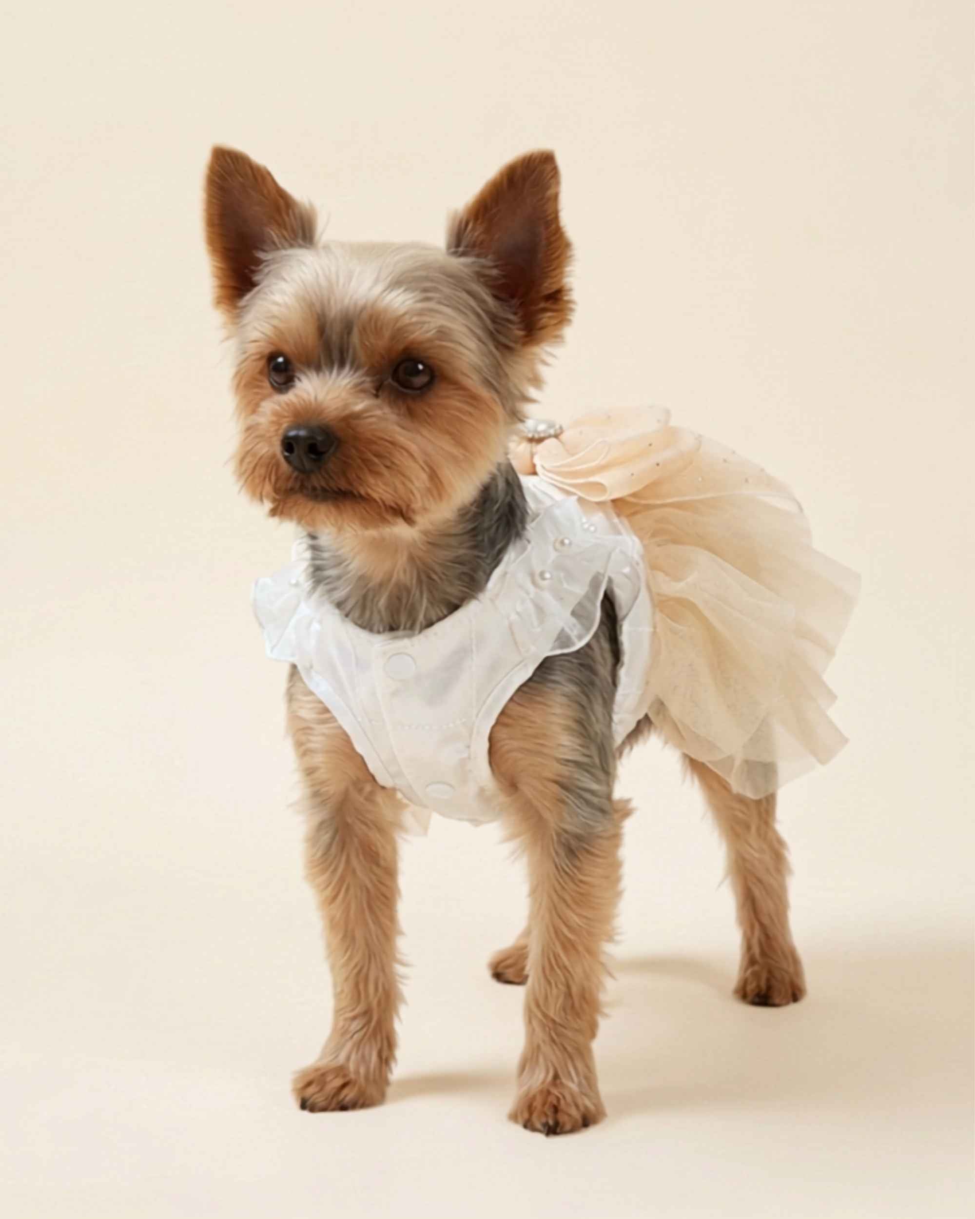 Yorkshire Terrier wearing the champagne tulle pet dress, showing the white satin bodice, ruffled shoulders and snap-button front