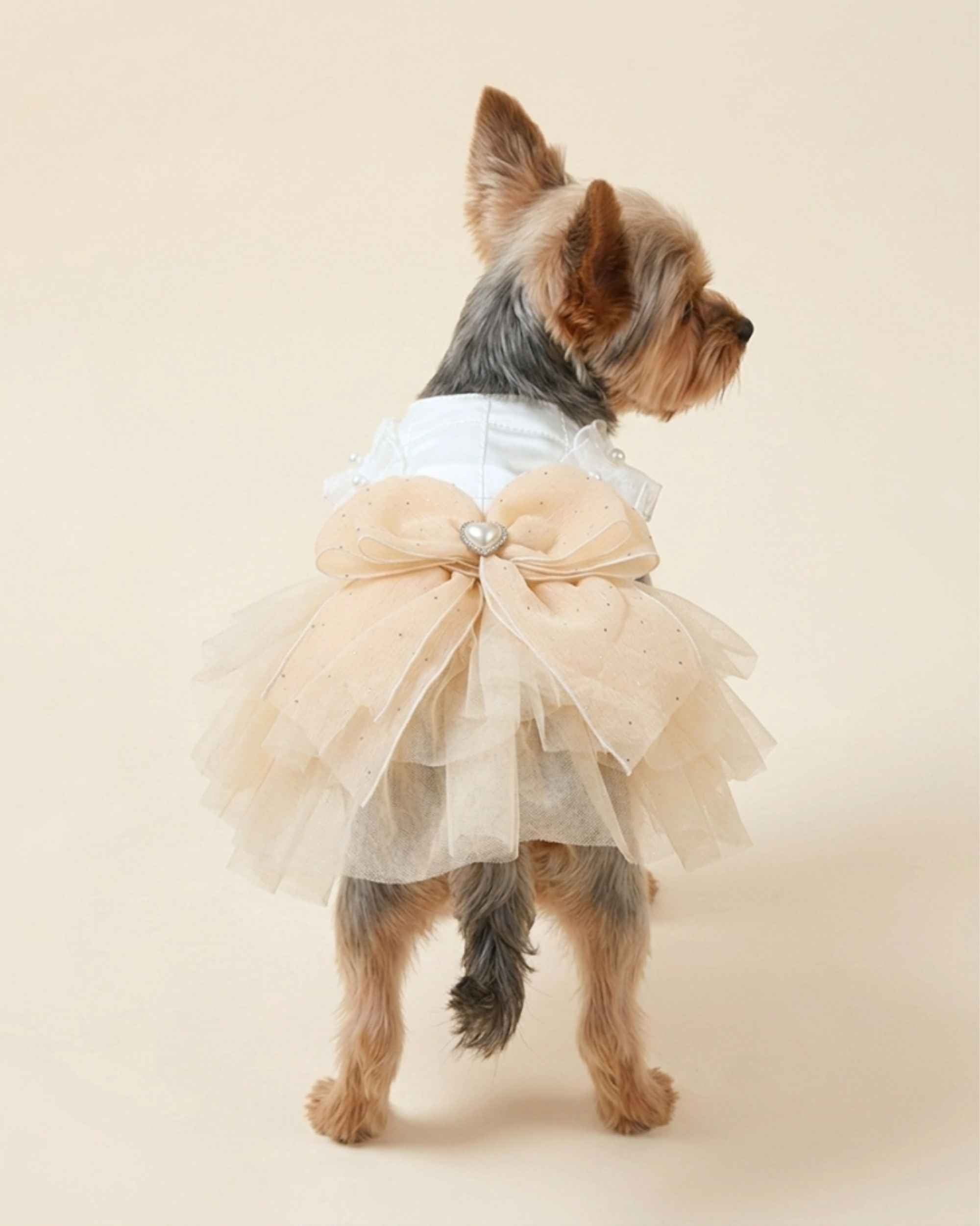 Rear view of a Yorkshire Terrier wearing the champagne tulle pet dress with an oversized bow and pearl heart centre