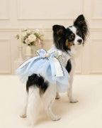 Papillon wearing the Cinderella Blue Pearl Bow Pet Dress in an elegant ivory celebration setting with soft floral décor