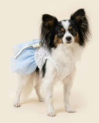 Front three-quarter view of a Papillon wearing the white embroidered bodice and pale blue layered tulle pet dress