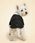 Rear view of a West Highland White Terrier wearing the midnight-black pet tuxedo with back strap and rounded tail