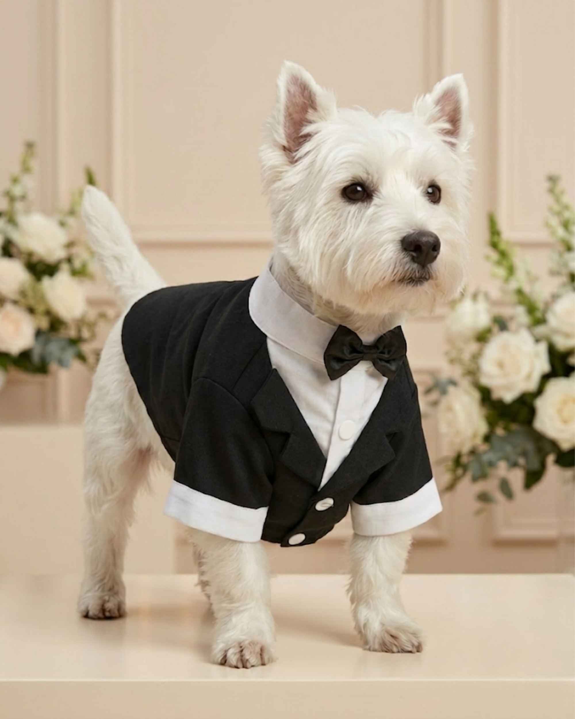 West Highland White Terrier wearing a midnight-black bow tie pet tuxedo in an elegant ivory wedding setting