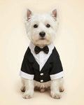 West Highland White Terrier wearing the Classic Bow Tie Pet Tuxedo in midnight black, seated front view