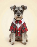 Salt-and-pepper Miniature Schnauzer wearing a red tartan pet tuxedo with matching plaid bow tie and white collar.