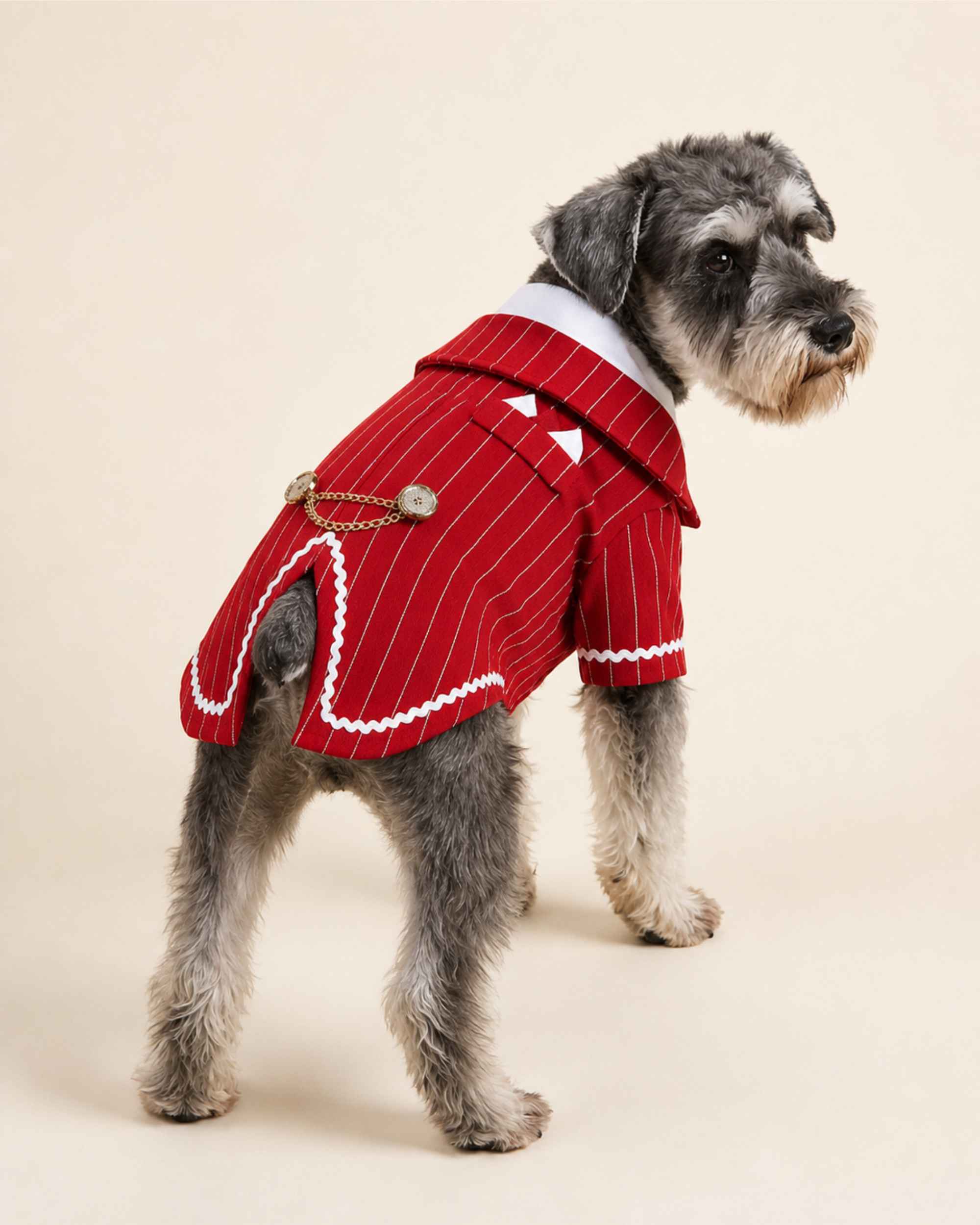 Salt-and-pepper Schnauzer modelling the Crimson Red pinstripe pet tailcoat with white trim and decorative chain