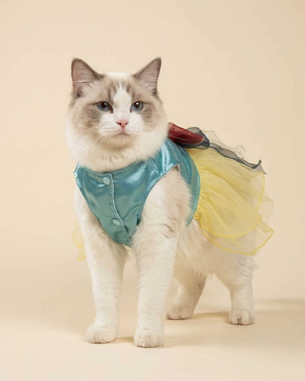 Back view of a Ragdoll cat wearing an aqua satin pet dress with yellow tulle skirt and oversized layered burgundy navy and silver bow