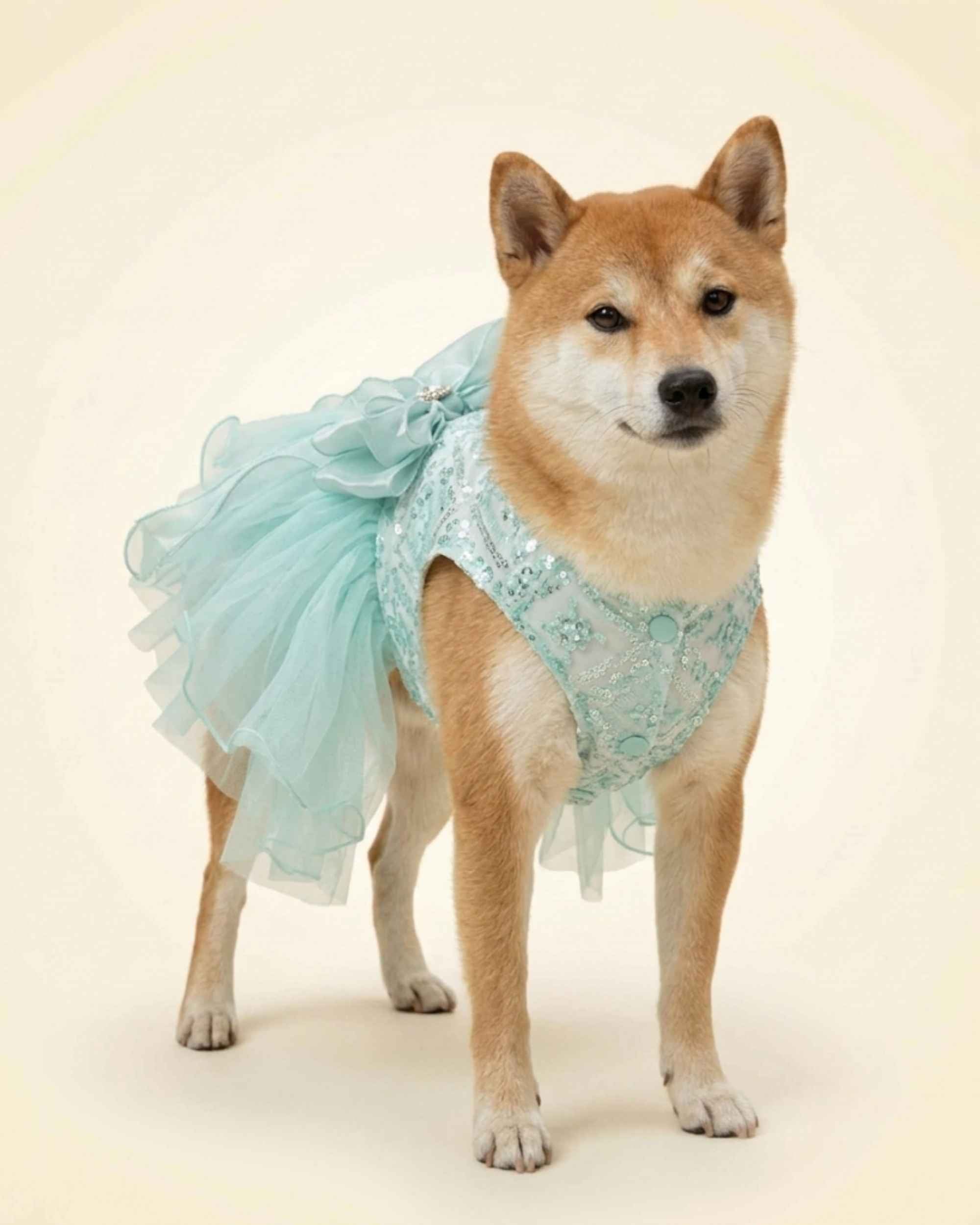Shiba Inu wearing the seafoam mint sequin tulle pet dress, shown from a front three-quarter angle.