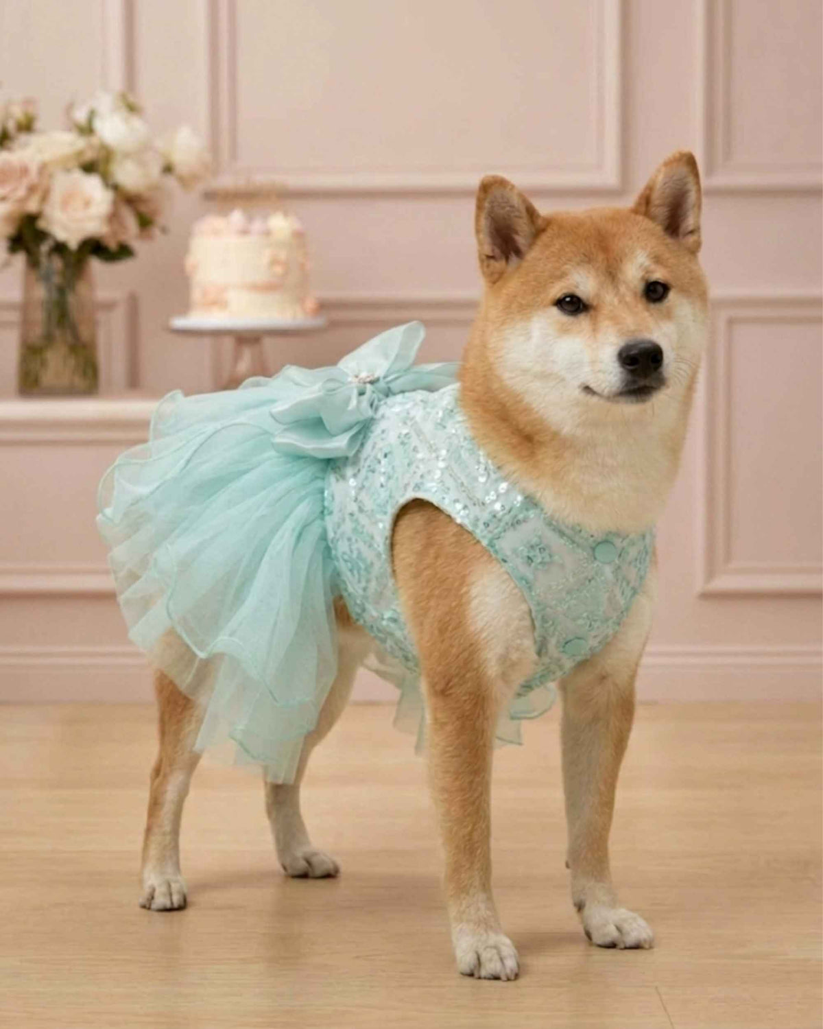Pet wearing occasion dress in a celebration setting