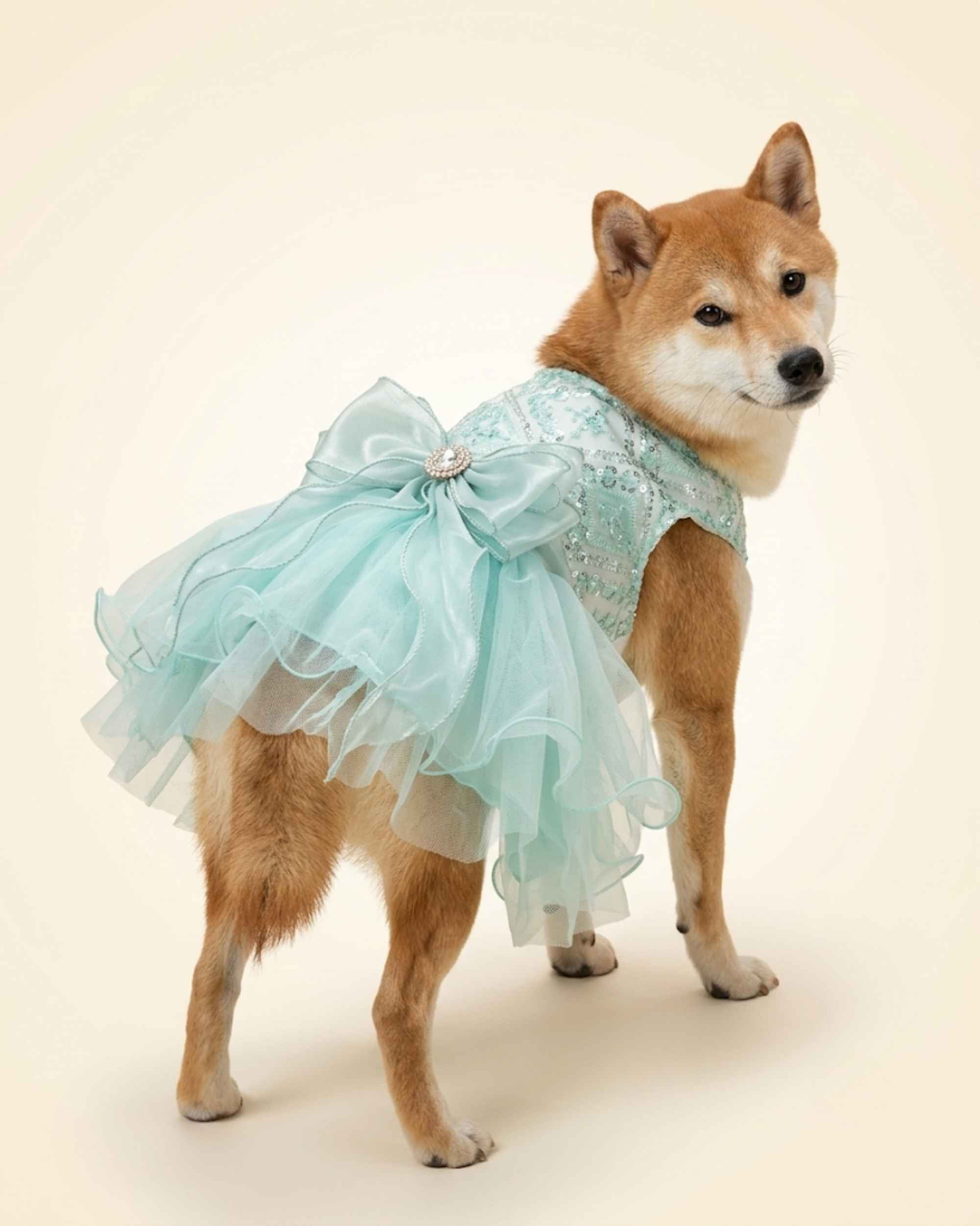 Shiba Inu wearing the seafoam mint sequin tulle pet dress, showing the layered skirt and jewelled organza bow from a rear three-quarter angle.