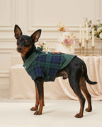 Miniature Pinscher wearing the green and navy Heritage Plaid Waistcoat Pet Shirt in an elegant wedding setting with flowers, cake and candles.