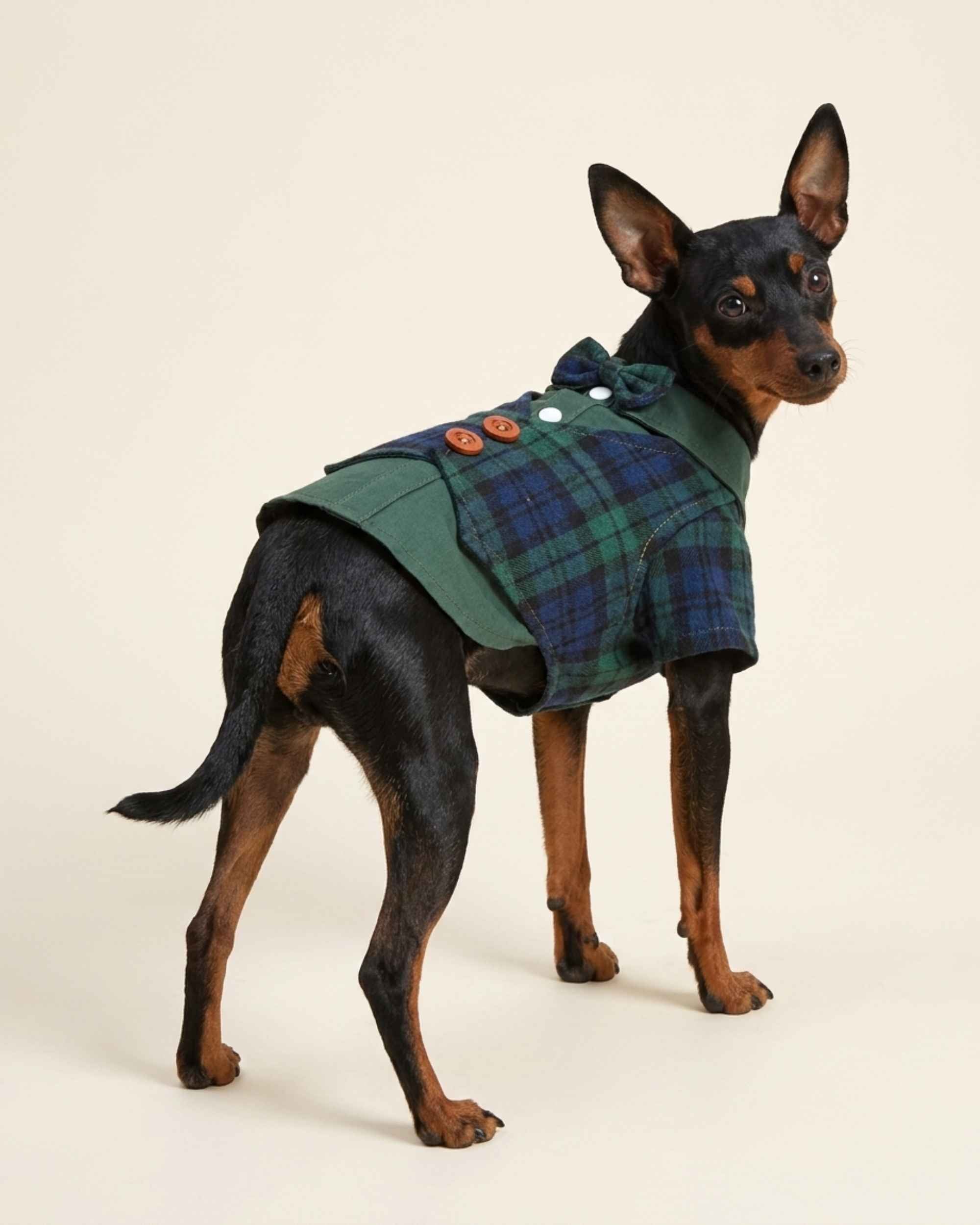 Miniature Pinscher wearing the green and navy Heritage Plaid Waistcoat Pet Shirt in a rear three-quarter view, showing the bow tie and layered shirt hem.