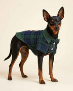 Front three-quarter view of a Miniature Pinscher wearing a green and navy plaid pet waistcoat shirt with a matching bow tie and layered collar.