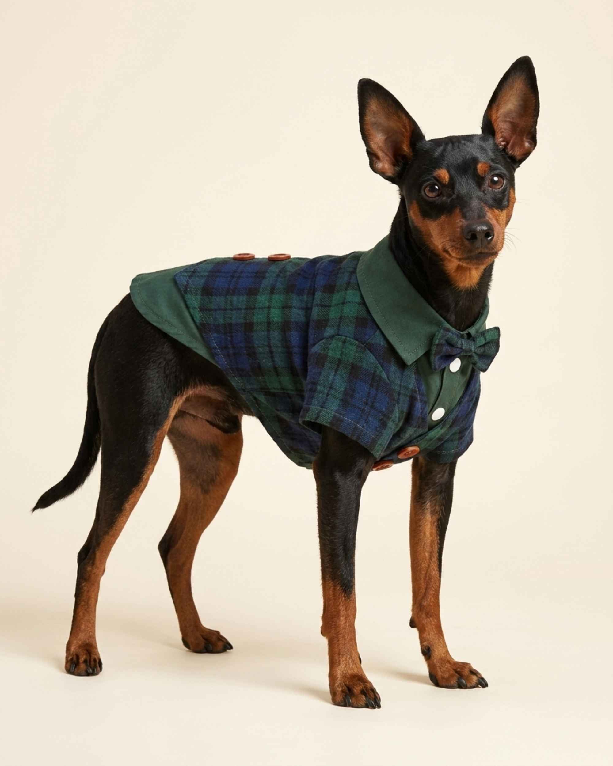 Front three-quarter view of a Miniature Pinscher wearing a green and navy plaid pet waistcoat shirt with a matching bow tie and layered collar.