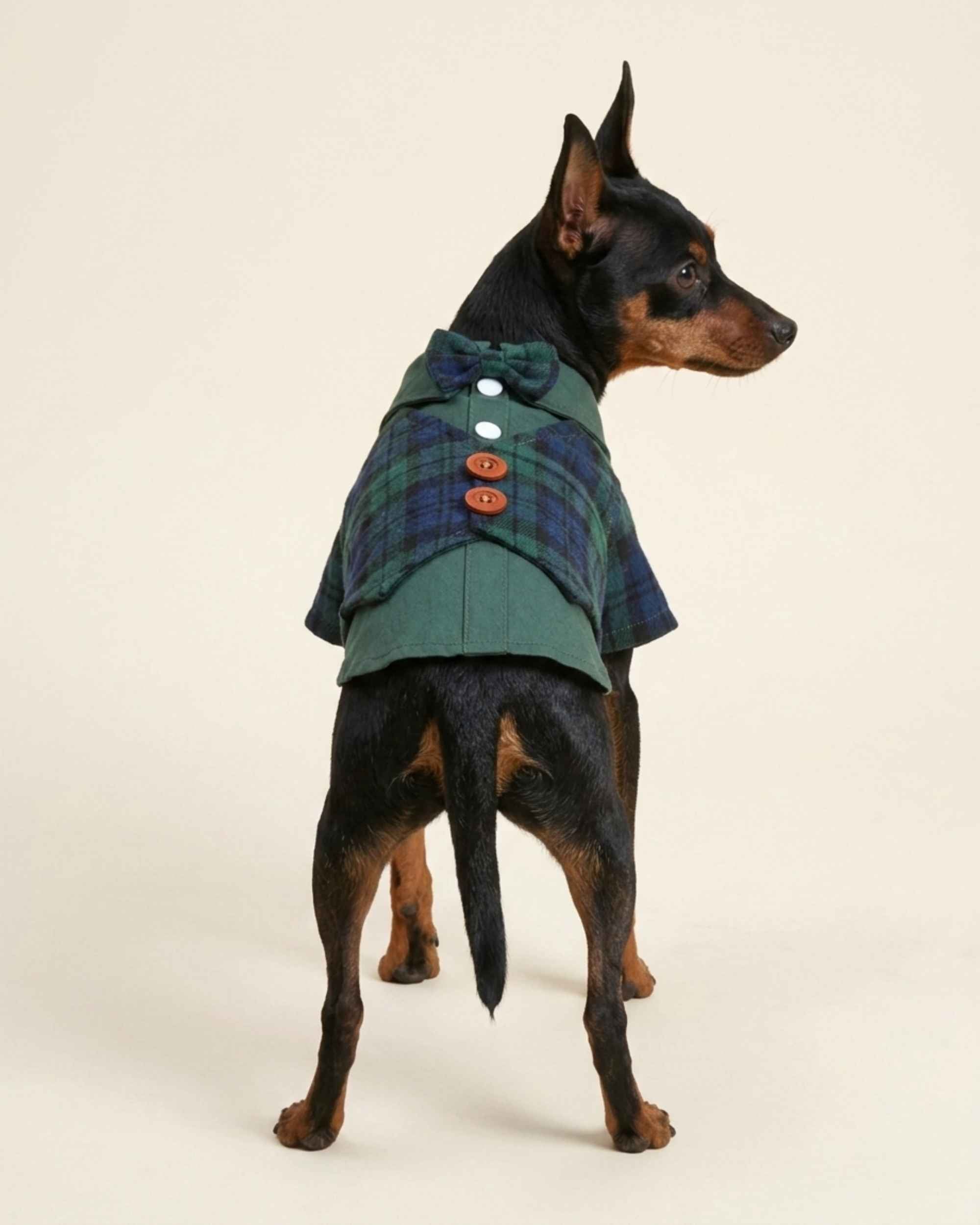 Full back view of a Miniature Pinscher wearing the green and navy plaid pet waistcoat shirt with a bow tie, white snaps and brown waistcoat buttons.