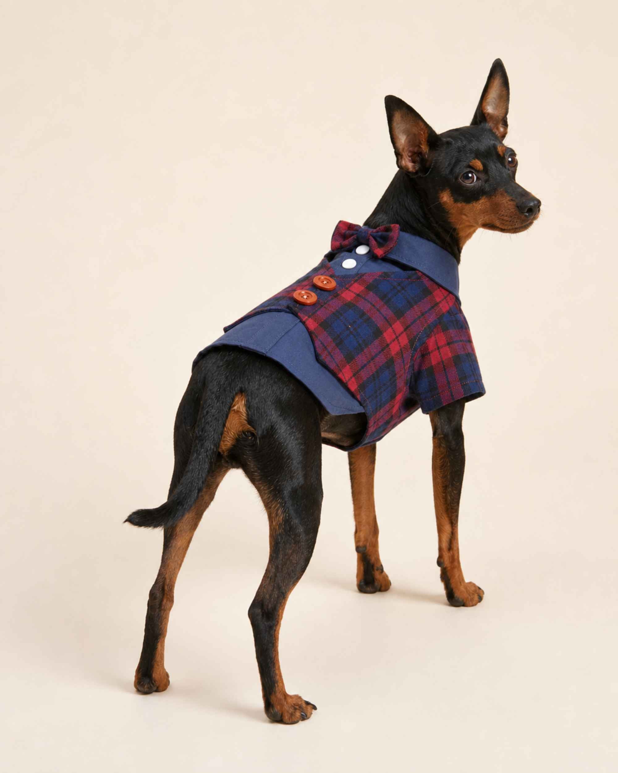 Miniature Pinscher wearing the navy and red Heritage Plaid Waistcoat Pet Shirt in a rear three-quarter view, showing the plaid bow tie and brown buttons.