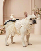 Cream French Bulldog modelling an ivory lace and tulle pet dress with a black bow in an elegant blush celebration setting.