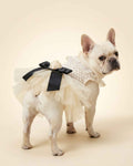 Cream French Bulldog wearing an ivory lace pet dress with a layered tulle skirt, black bow and ivory rose, shown from the rear.