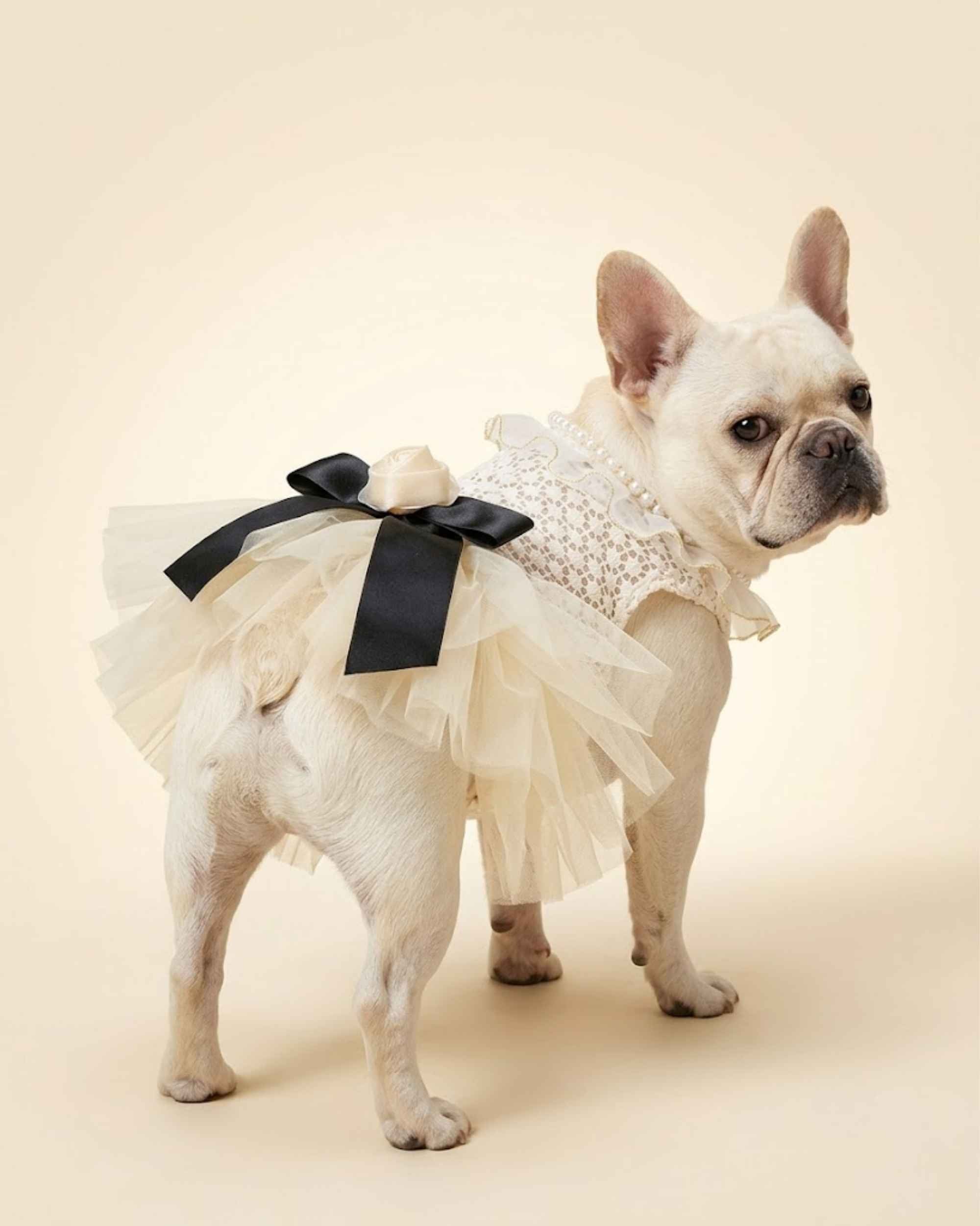 Cream French Bulldog wearing an ivory lace pet dress with a layered tulle skirt, black bow and ivory rose, shown from the rear.