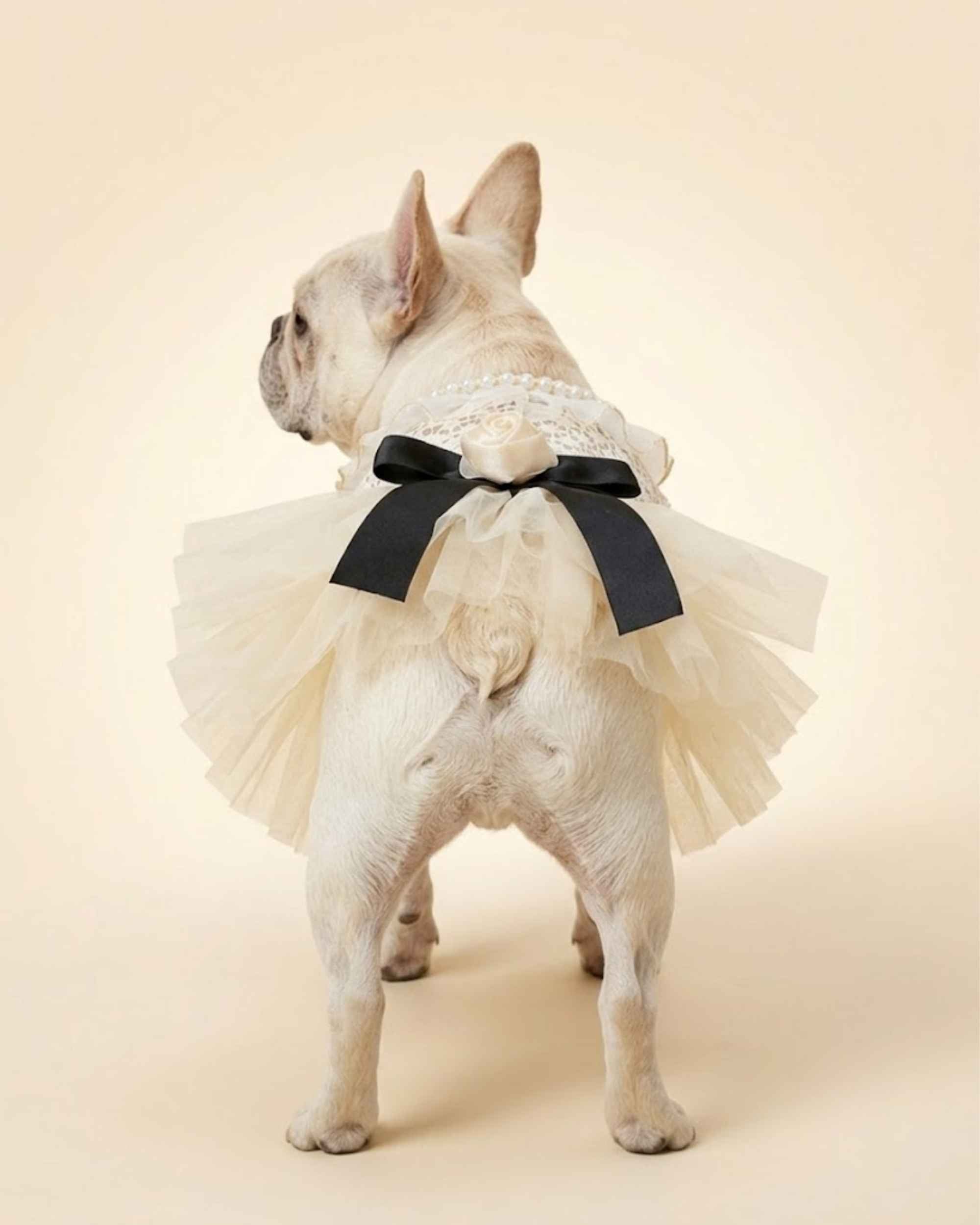 Cream French Bulldog wearing an ivory lace pet dress with chest snap closures, pearl-trimmed collar and layered tulle skirt.