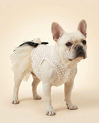 Cream French Bulldog wearing an ivory lace and tulle pet dress with a black bow and rose detail, shown from a rear three-quarter angle.