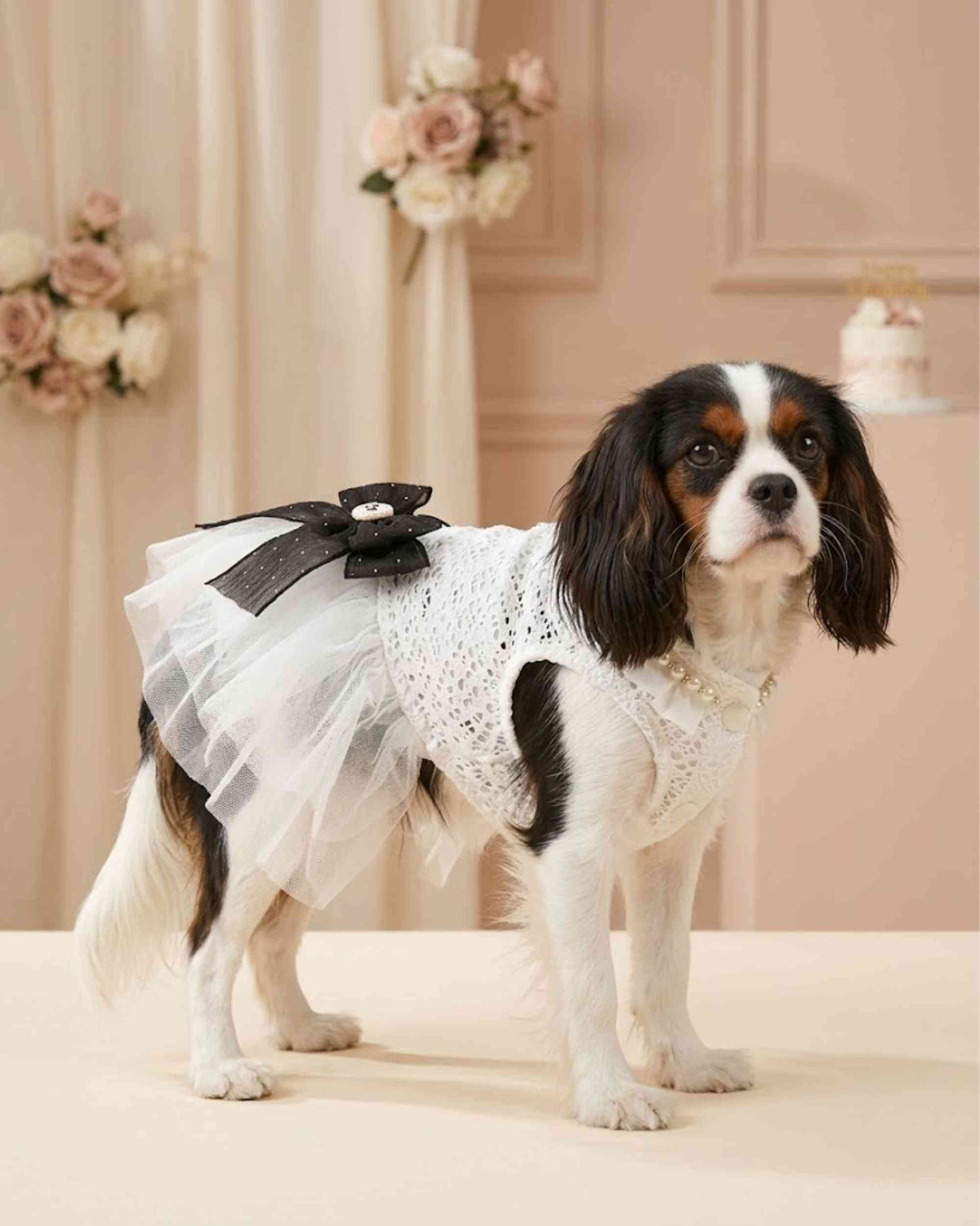 Pet wearing occasion dress in a celebration setting
