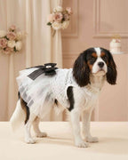 Small dog wearing an ivory lace dress with black bow in an elegant blush celebration setting