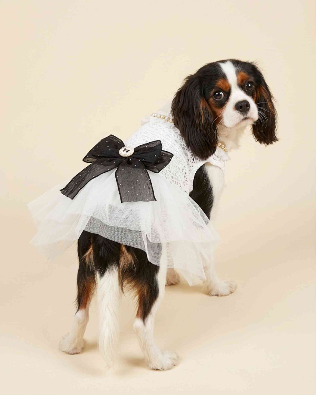 Small dog wearing an ivory lace pet dress with pearl neckline and black bow, shown from the front three-quarter view