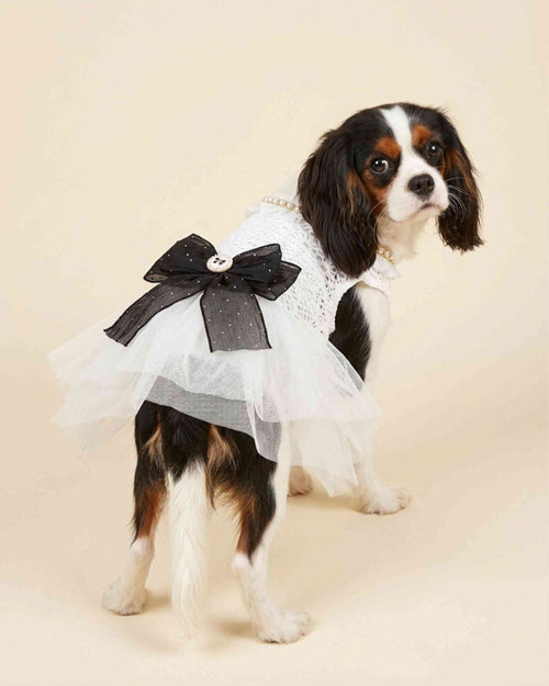 Small dog wearing an ivory lace pet dress with pearl neckline and black bow, shown from the front three-quarter view