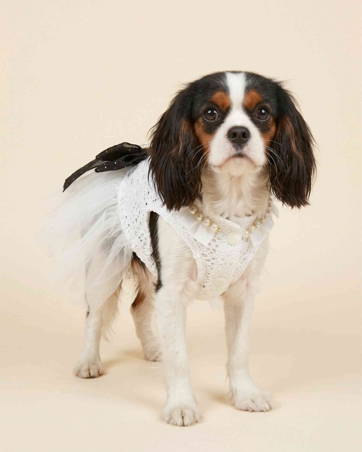 Rear three-quarter view of a small dog wearing an ivory lace dress with layered tulle skirt and black dotted bow