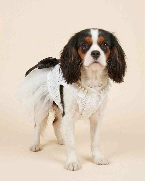 Rear three-quarter view of a small dog wearing an ivory lace dress with layered tulle skirt and black dotted bow