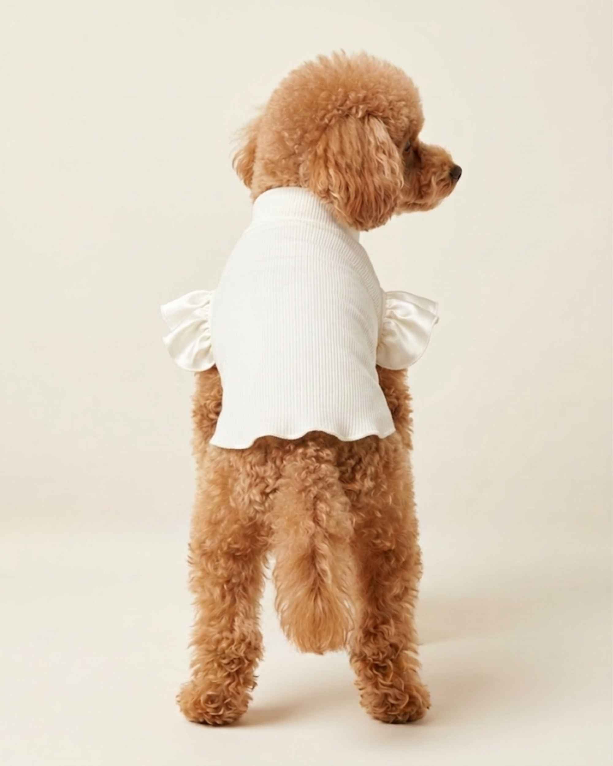 Full back view of an apricot Toy Poodle wearing the ivory ribbed pet turtleneck with a petite mock neck and satin ruffles.