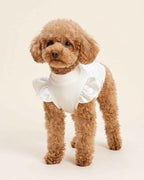 Front view of an apricot Toy Poodle wearing the ivory micro-rib pet turtleneck with pearl-white satin shoulder ruffles.