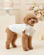 Apricot Toy Poodle wearing an ivory ruffle sleeve pet turtleneck in an elegant blush and cream celebration setting.
